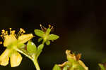 Roundpod St. Johnswort